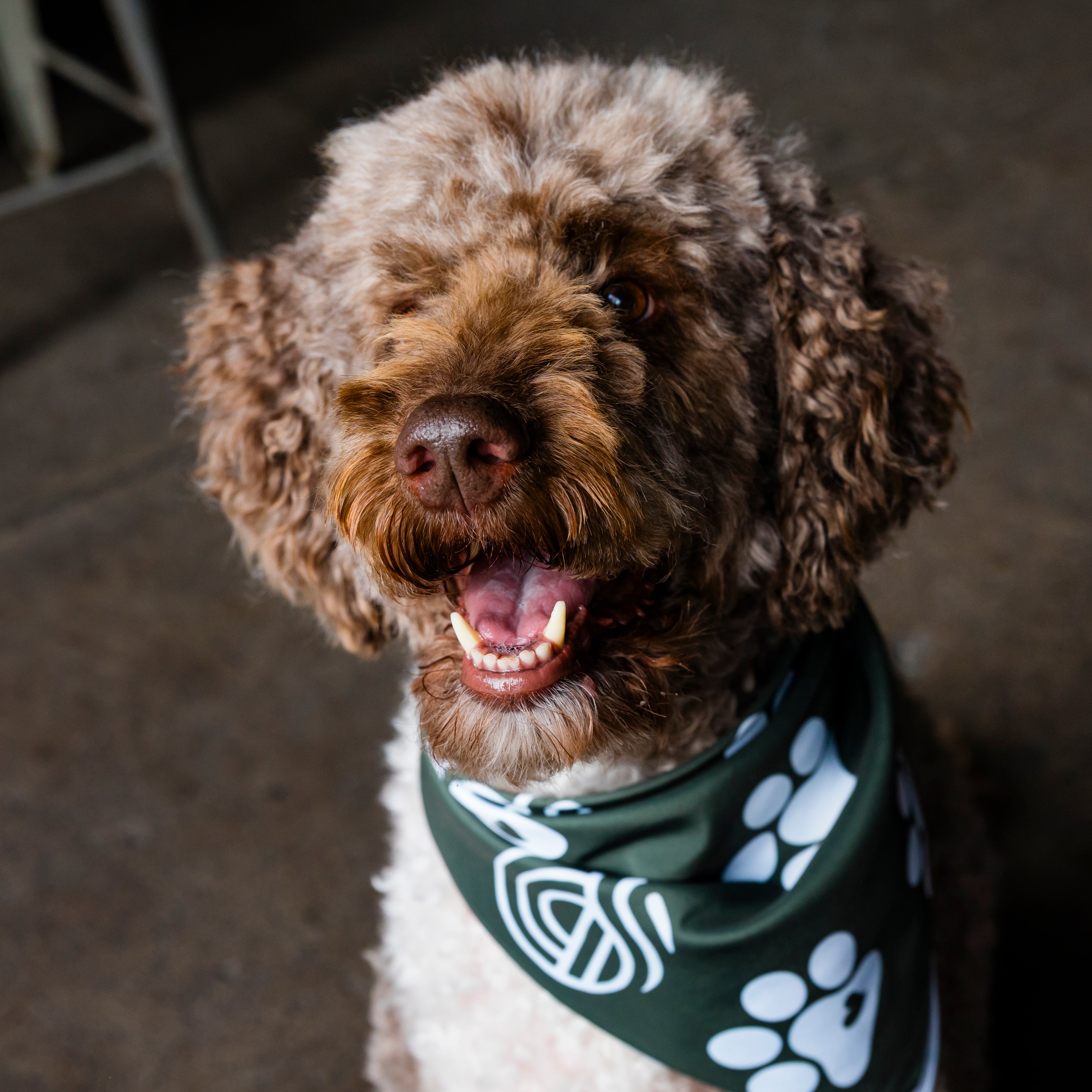 Pet Bandana