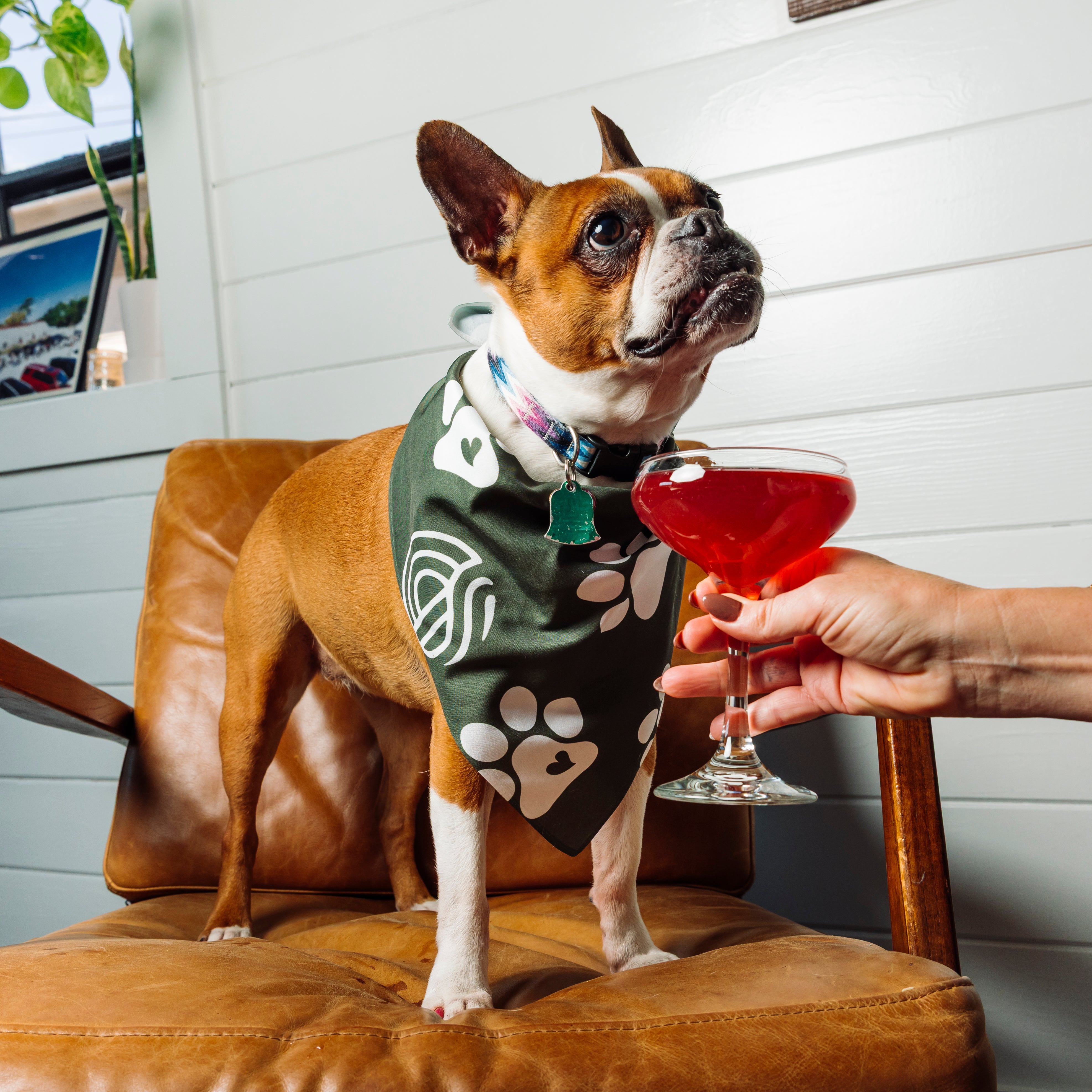 Pet Bandana