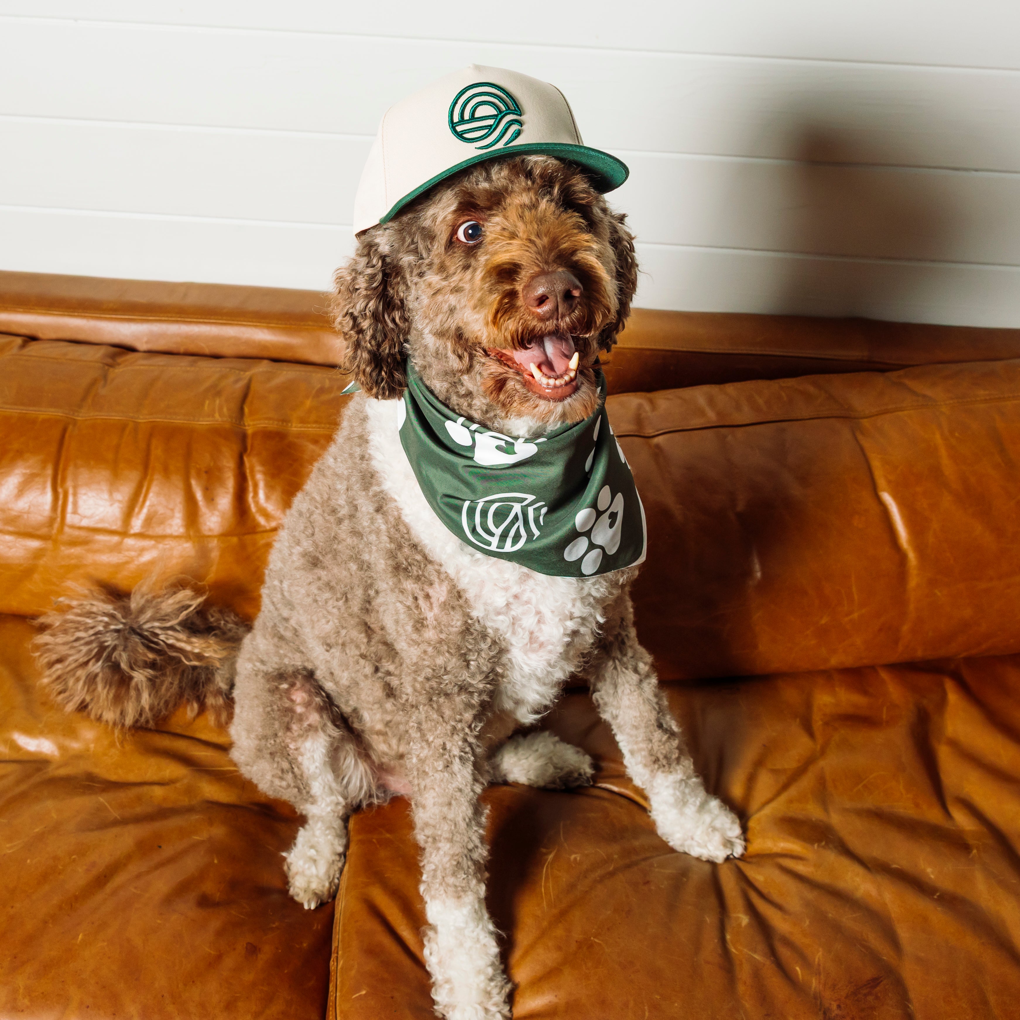 Pet Bandana